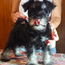 Pipsqueak, black and silver Miniature Schnauzer for sale