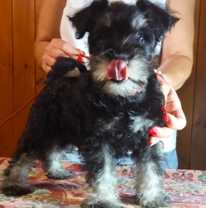 Perros Schnauzer Miniatura en venta