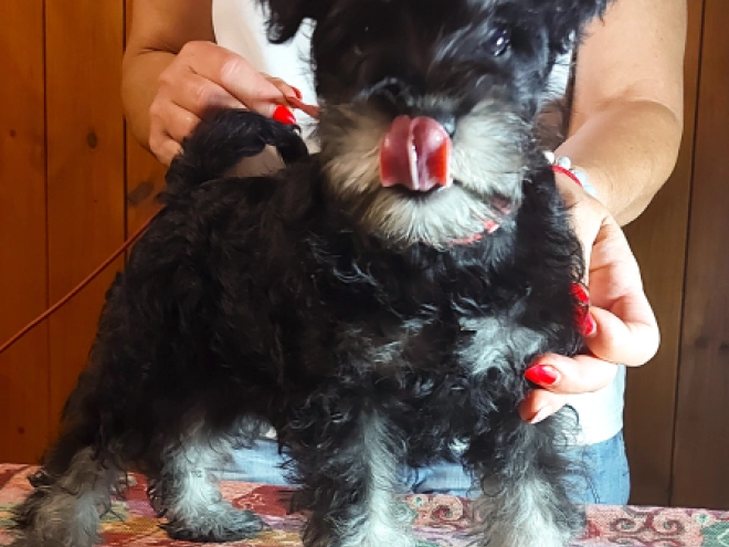 Miniature Schnauzer puppy for sale