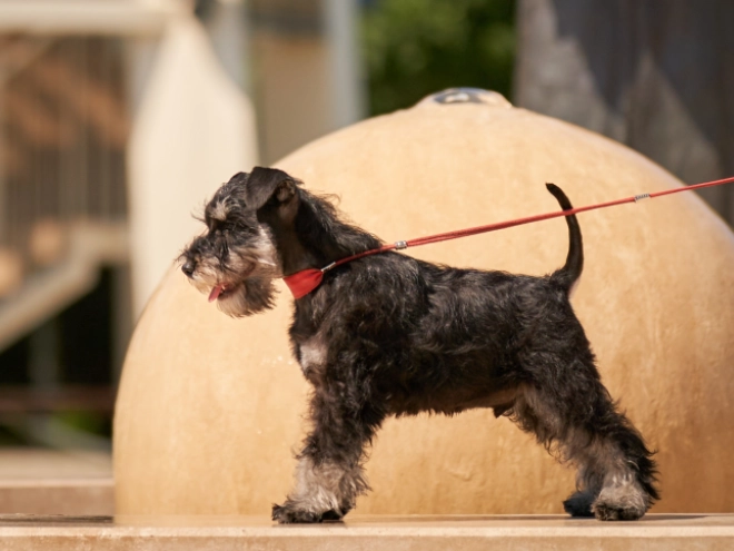 Perros Schnauzer Miniatura en venta