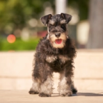Pipsqueak, black and silver Miniature Schnauzer for sale
