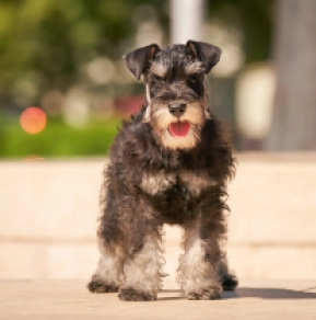 Perros Schnauzer Miniatura en venta