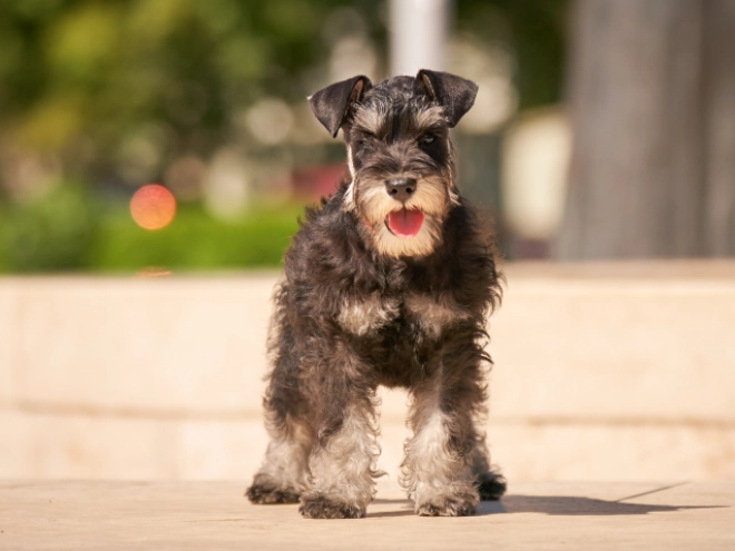 Perros Schnauzer Miniatura en venta
