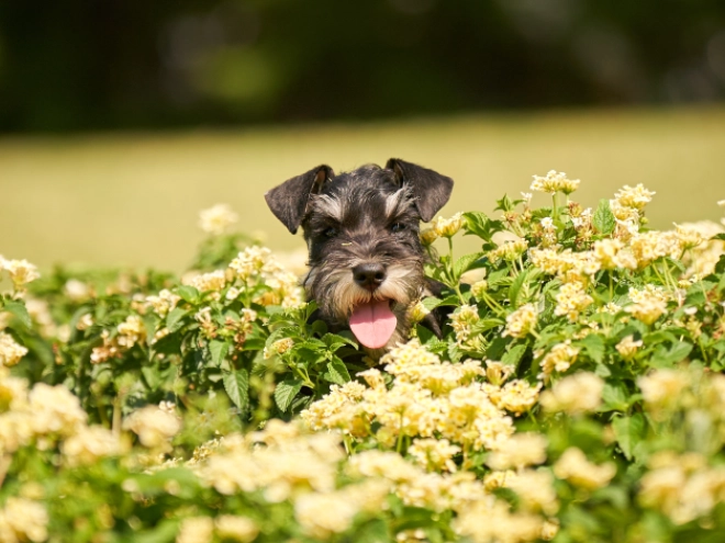 Perros Schnauzer Miniatura en venta