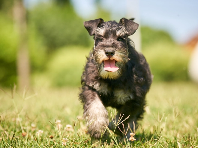 Perros Schnauzer Miniatura en venta