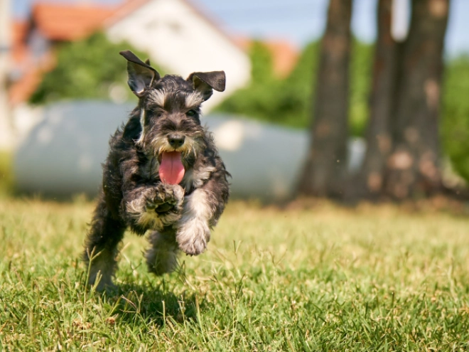 Perros Schnauzer Miniatura en venta