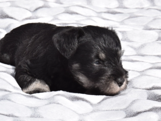 Miniature Schnauzer puppy for sale