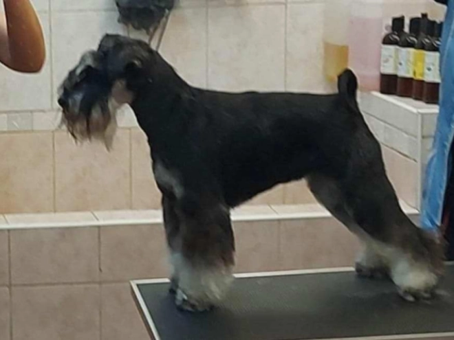 Miniature Schnauzer puppy for sale