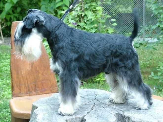 Miniature Schnauzer puppy for sale