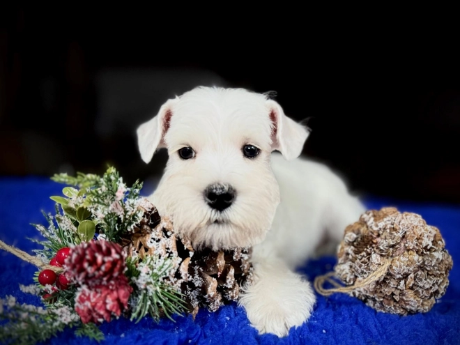 Zwergschnauzer Welpe zu verkaufen