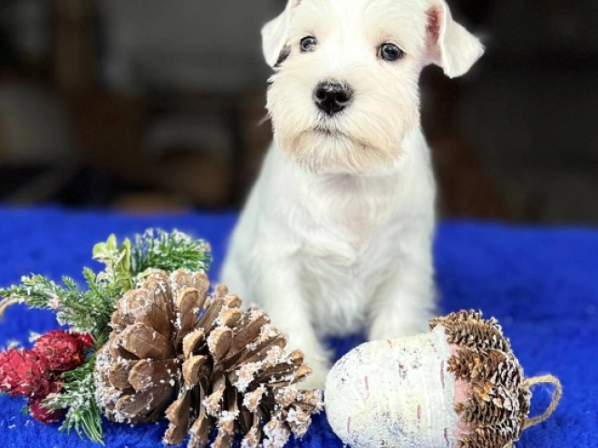Zwergschnauzer Welpe zu verkaufen