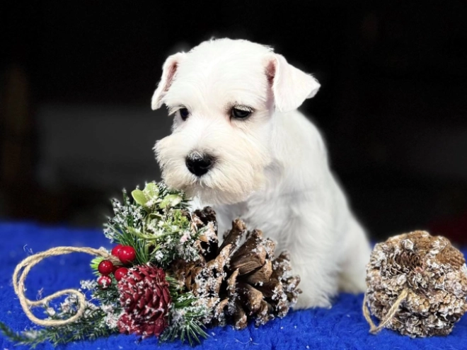 Zwergschnauzer Welpe zu verkaufen