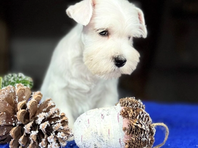 Zwergschnauzer Welpe zu verkaufen