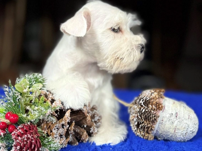 Zwergschnauzer Welpe zu verkaufen