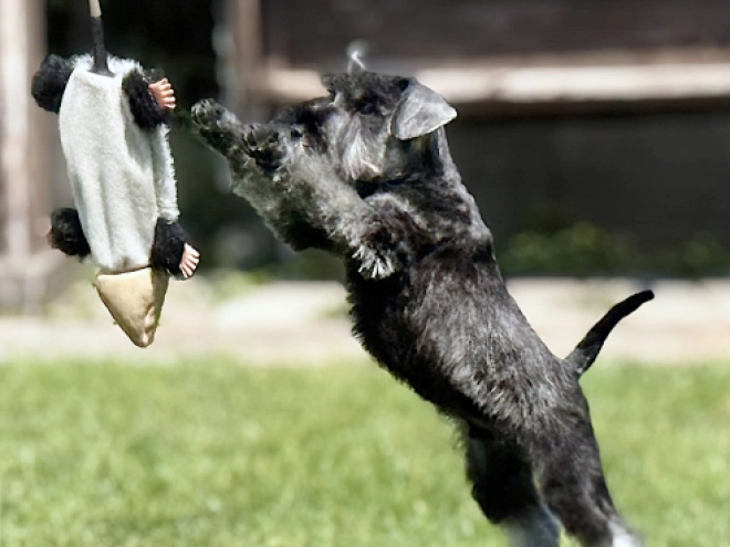 Miniature Schnauzer puppy for sale