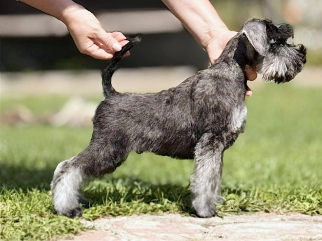 Miniature Schnauzer puppy for sale