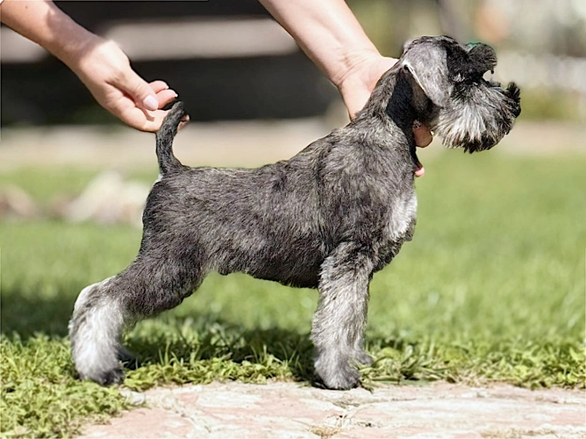 Miniature Schnauzer puppy for sale