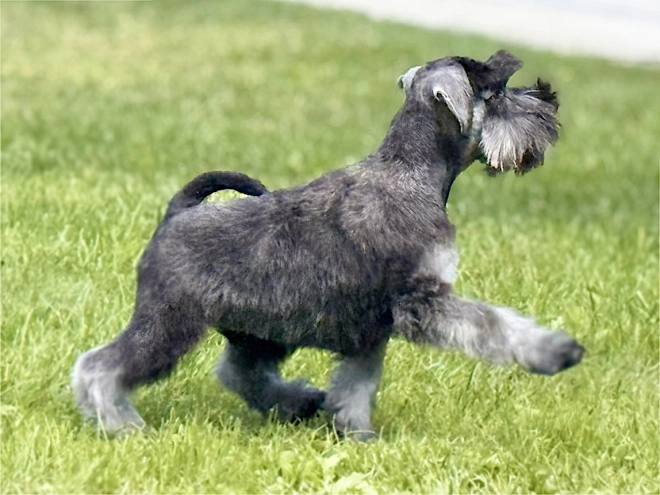 Miniature Schnauzer puppy for sale