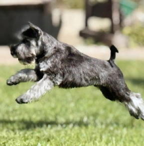 Miniature Schnauzer puppy for sale
