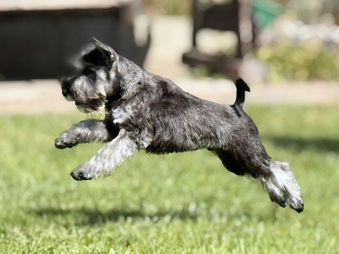Miniature Schnauzer puppy for sale
