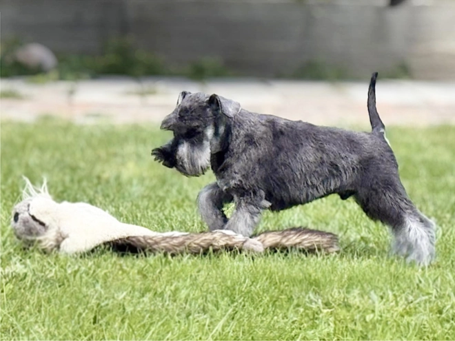 Miniature Schnauzer puppy for sale