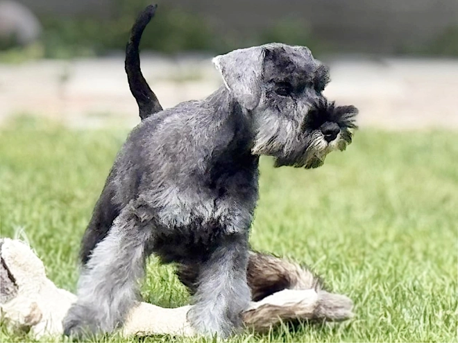 Miniature Schnauzer puppy for sale
