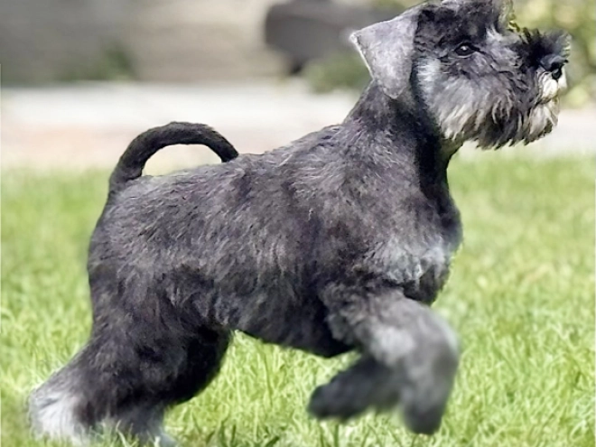 Miniature Schnauzer puppy for sale