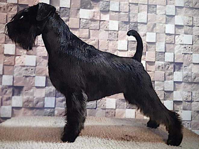 Miniature Schnauzer puppy for sale