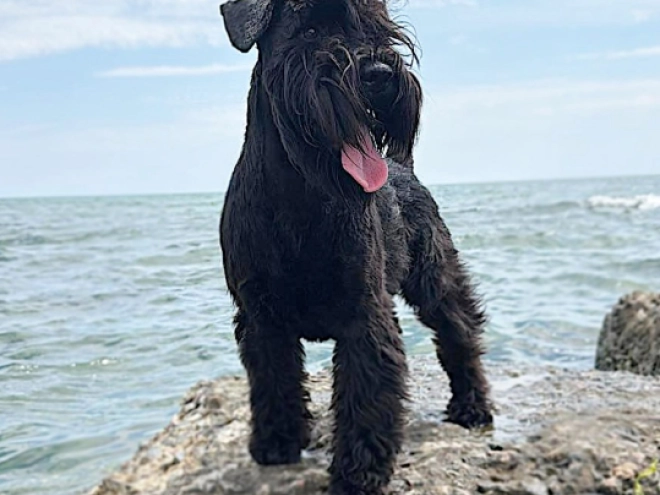 Miniature Schnauzer puppy for sale