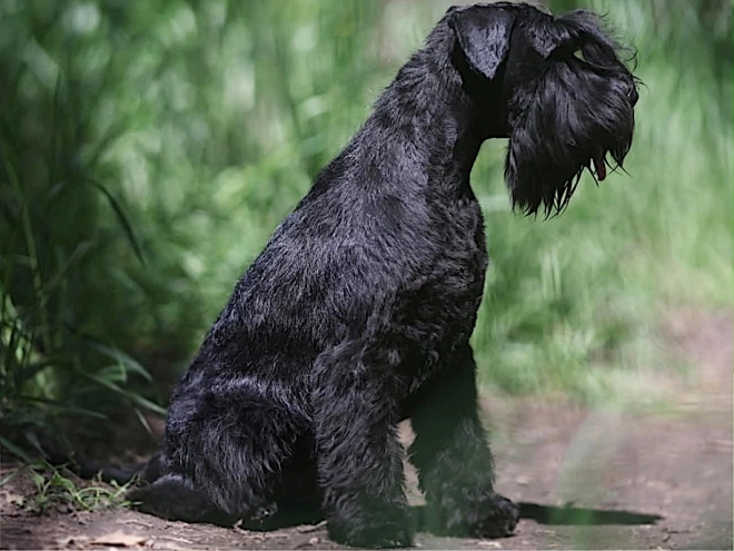 Miniature Schnauzer puppy for sale