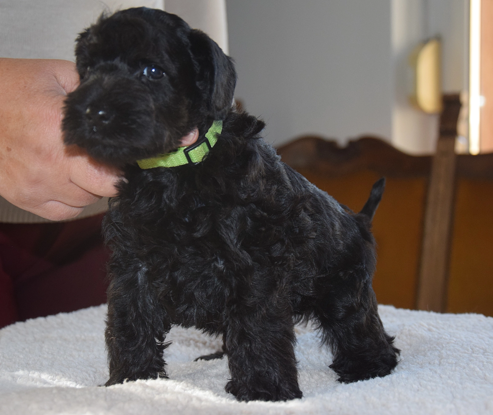 Pipsqueak Miniature Schnauzer Puppy for sale EuroPuppy
