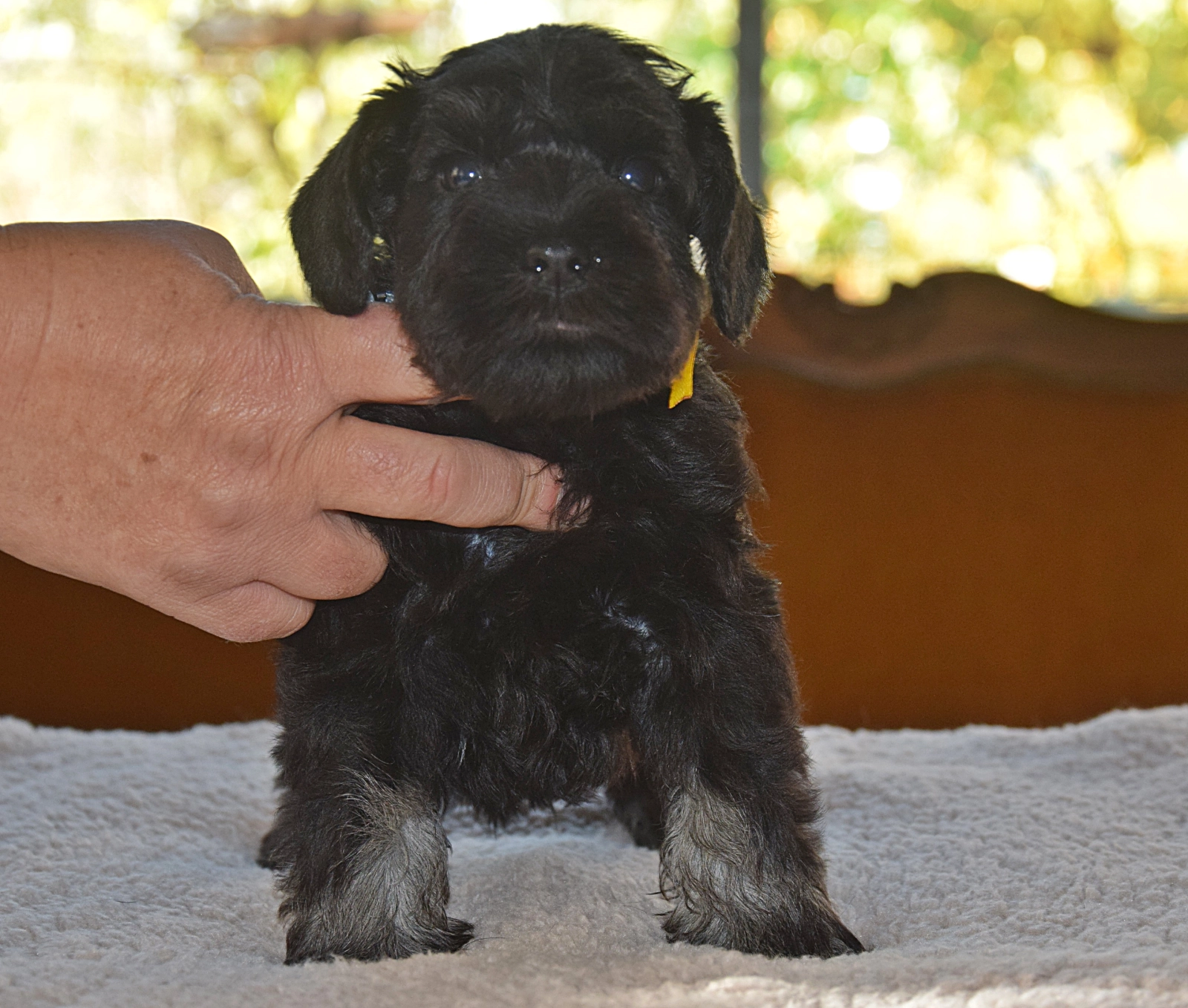 Sam Miniature Schnauzer Puppy for sale EuroPuppy