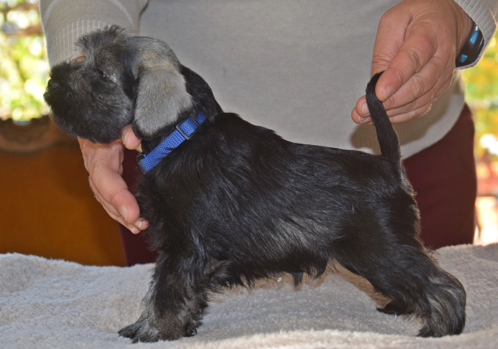 Flint Miniature Schnauzer Puppy for sale EuroPuppy