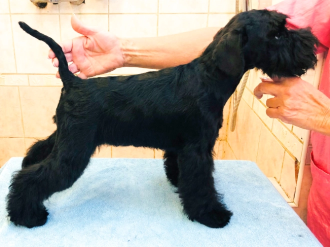 Zwergschnauzer Welpe kaufen