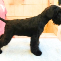 Honey, black Zwergschnauzer Welpen kaufen