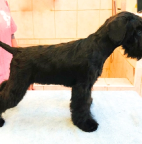 Zwergschnauzer Welpe kaufen