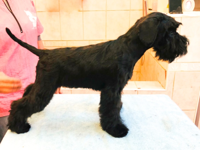 Zwergschnauzer Welpe kaufen