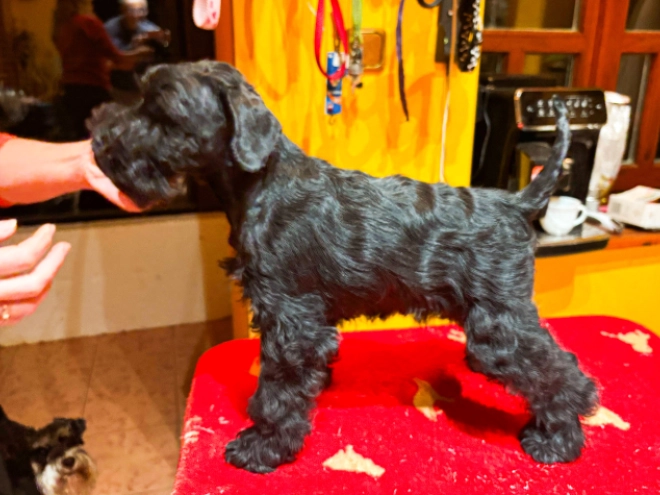 Zwergschnauzer Welpe kaufen