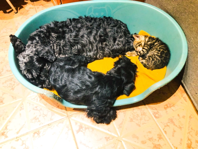 Zwergschnauzer Welpe kaufen