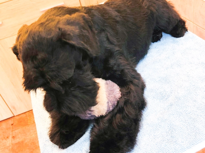 Zwergschnauzer Welpe kaufen