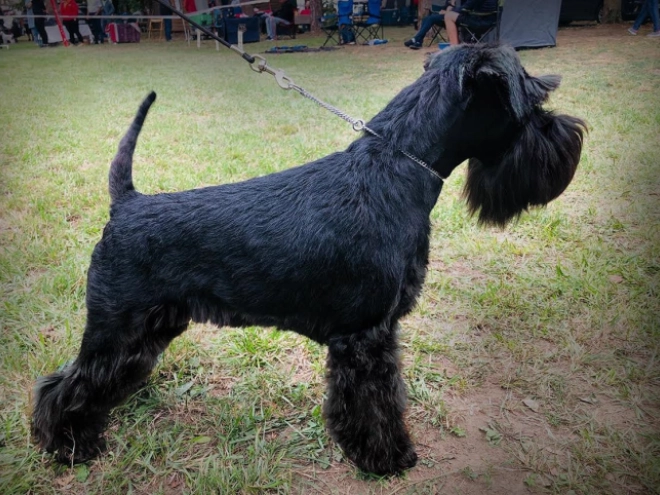 Zwergschnauzer Welpe kaufen