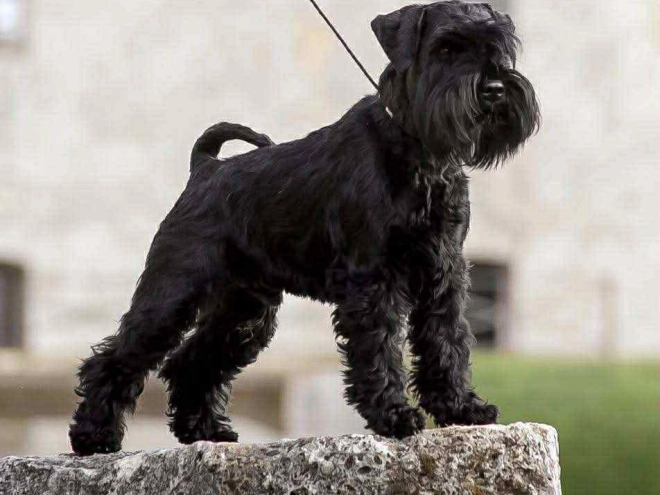 Perros Schnauzer Miniatura en venta