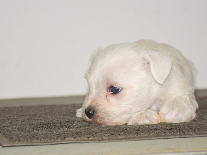 Zwergschnauzer Welpe kaufen