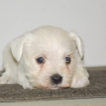 Pixie, white Miniature Schnauzer for sale