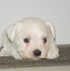 Perros Schnauzer Miniatura en venta