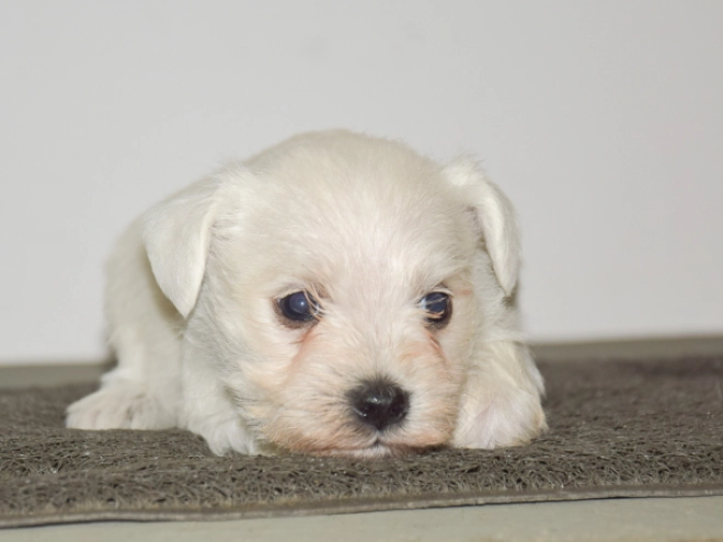 Zwergschnauzer Welpe kaufen