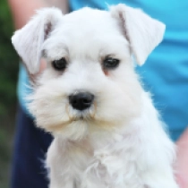 Pixie, white Miniature Schnauzer for sale