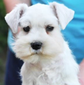 Perros Schnauzer Miniatura en venta