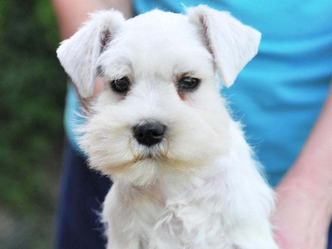 Zwergschnauzer Welpe kaufen