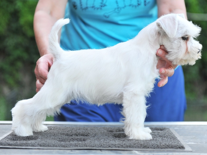 Zwergschnauzer Welpe kaufen